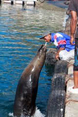 02-Fishing seal in Houtbaai